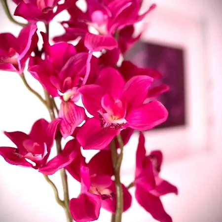 Appartement San Nicolas *